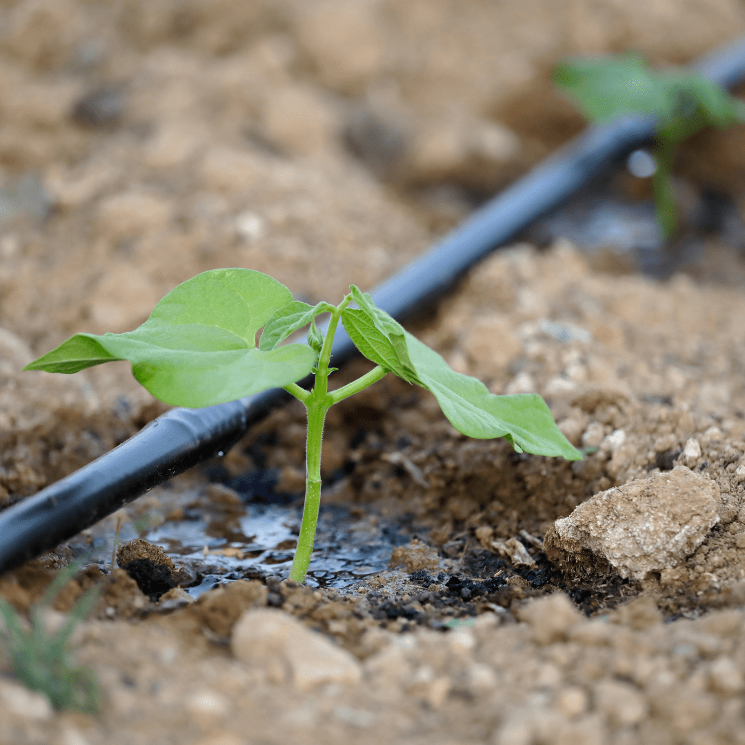 Drip and Micro-Irrigation Design